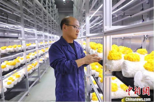 山東多地加快發(fā)展數(shù)字農(nóng)業(yè)，智慧農(nóng)田新模式引領(lǐng)鄉(xiāng)村振興